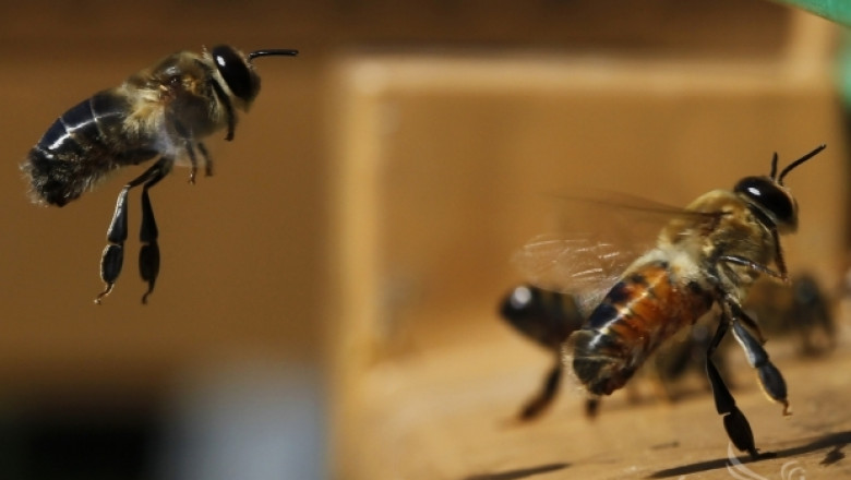ДФЗ подписва договорите за подпомагане по Пчеларската програма