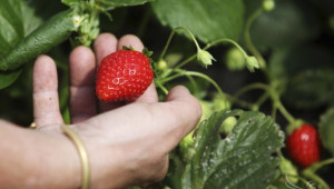 Субсидията  за ягоди и малини през 2014-та се запазва 44,98 лева/дка - Agri.bg