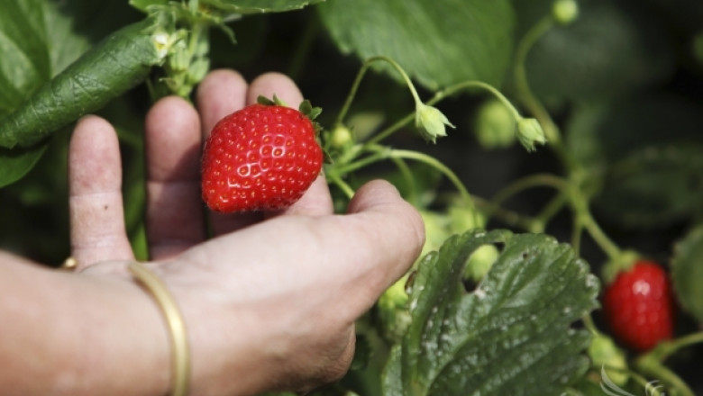 Субсидията  за ягоди и малини през 2014-та се запазва 44,98 лева/дка