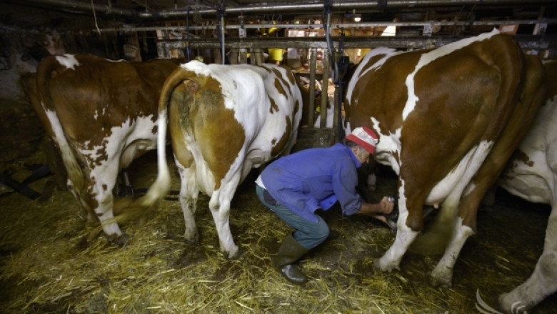 МЗХ въвежда строг контрол на броя животни в икономически уязвими ферми