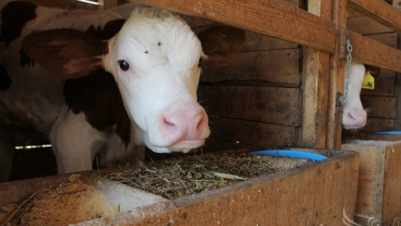 Схемата за подпомагане на крави с бозаещи телета влезе в сила от 11 март 2014 г.