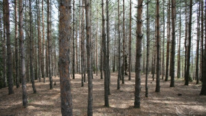 НС прие промените в Закона за горите  - Agri.bg