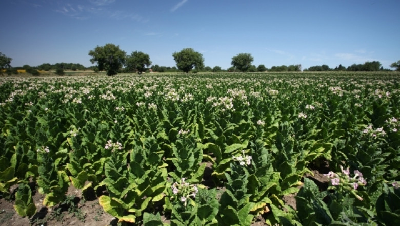 Булгартабак подпомага тютюнопроизводители със сертифицирани семена
