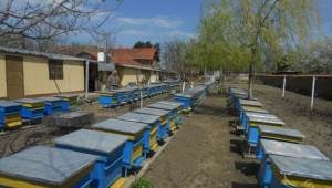 ДФЗ приема заявления по мярка А на Пчеларската програма до 21-ви март - Agri.bg
