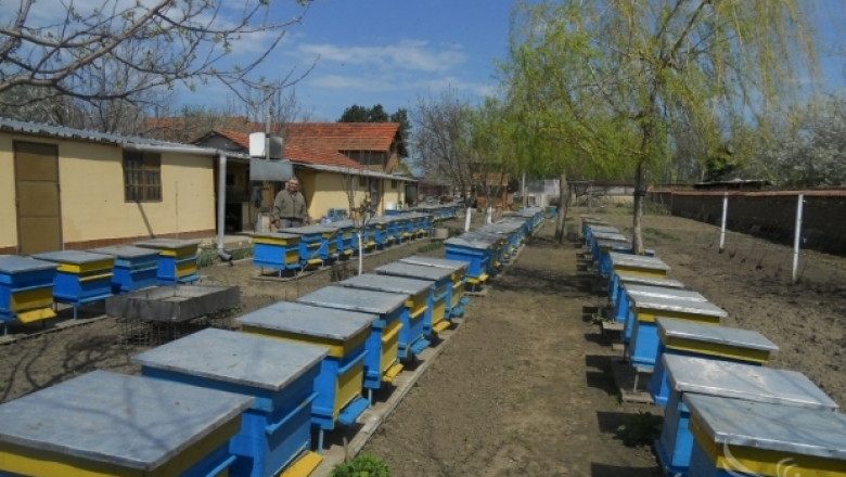 ДФЗ приема заявления по мярка А на Пчеларската програма до 21-ви март