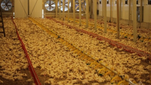 БАБХ: Няма растежни хормони в пилешкото месо, произвеждано в България - Agri.bg