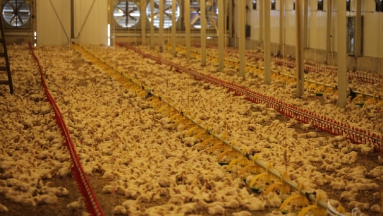 БАБХ: Няма растежни хормони в пилешкото месо, произвеждано в България