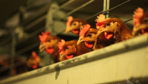 В българското пилешко няма хормони, показват проверките на МЗХ - Agri.bg