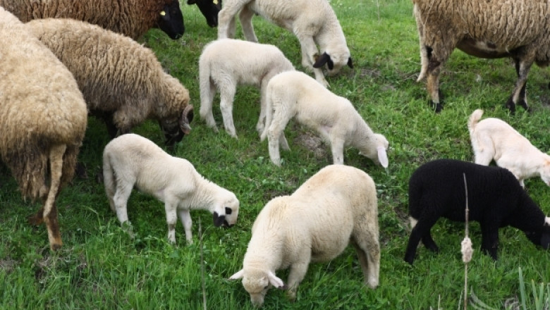 Овцевъди ще обсъждат в Катар износа на български агропродукти