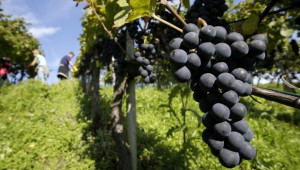 Депутатите дефинираха понятието "оцет" с промени в Закона за виното - Agri.bg