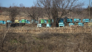 Крадци задигнаха над 20 кошера с пчелни семейства  - Agri.bg