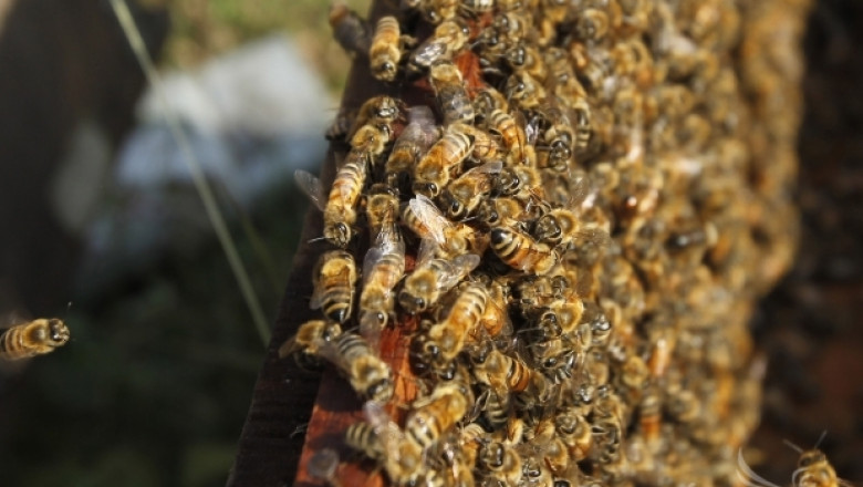 Михаил Михайлов, СБП: Готова е концепцията на обединената пчеларска организация