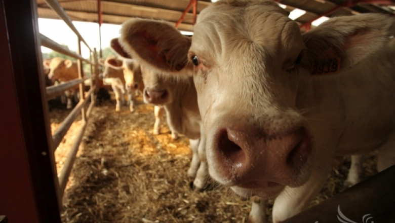 МЗХ предлага промени в схемата за финансиране на крави с телета