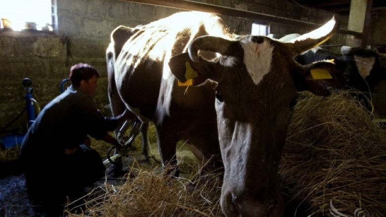 ДФЗ: 53-ма производители на краве мляко купуват млечни квоти
