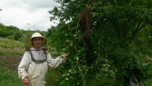 Петя Иванова: Пчелните семейства трябва сега да се третират за нозематоза (ИНТЕРВЮ) - Agri.bg