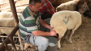 Изкупната цена на овчето мляко започва да расте, съобщиха от НОА - Agri.bg