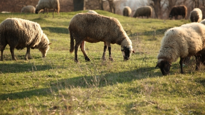 Свободното пасищно животновъдство ще бъде акцент в ПРСР
