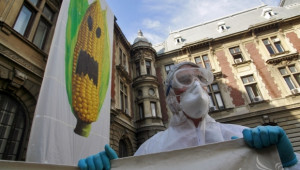 Добрият пример: Франция забранява отглеждането на ГМО култури! - Agri.bg