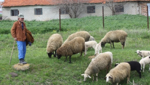 ПРСР 2014-2020 ще субсидира хуманно отглеждане на птици, свине, крави и овце - Agri.bg