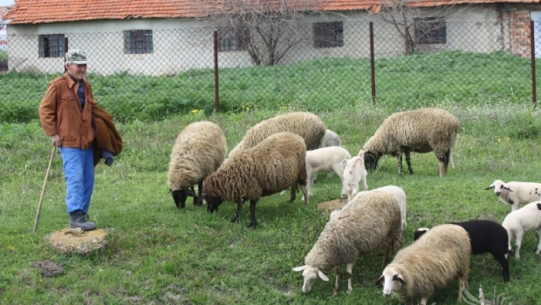 ПРСР 2014-2020 ще субсидира хуманно отглеждане на птици, свине, крави и овце