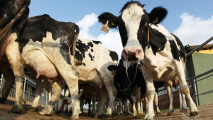 Фермери и Общини ще правят общи помещения за съхранение на мляко (ВИДЕО) - Agri.bg