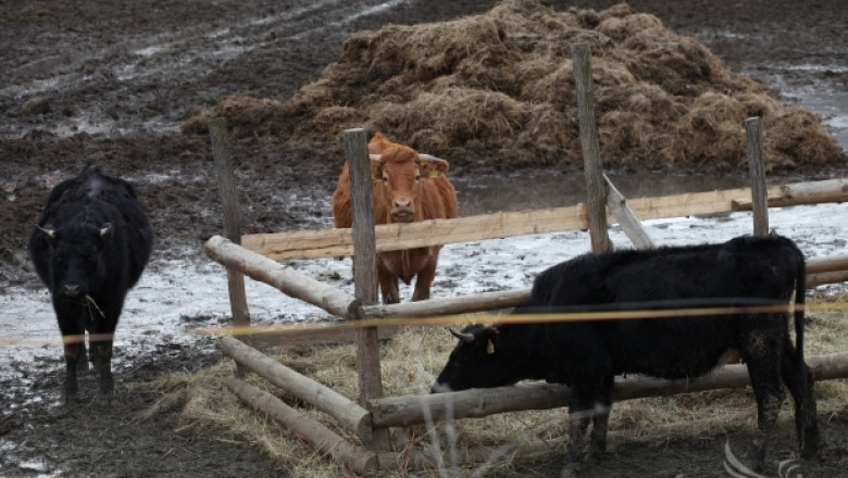 МЗХ въвежда облекчения за малките животновъдни ферми (ВИДЕО)  
