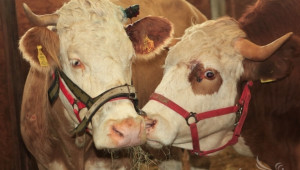 МЗХ пусна анкета относно клонирането на селскостопански животни - Agri.bg