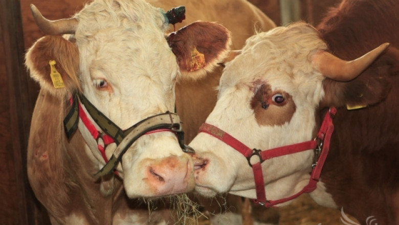 МЗХ пусна анкета относно клонирането на селскостопански животни