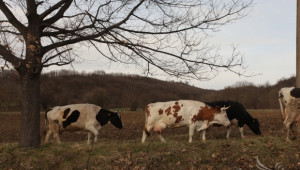 Подготвя се нова наредба за развъдната дейност в животновъдството в България - Agri.bg