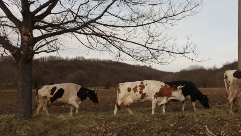 Подготвя се нова наредба за развъдната дейност в животновъдството в България