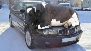 Бартер BMW M пакет за крави – все по-популярен тип агро обяви в интернет - Agri.bg