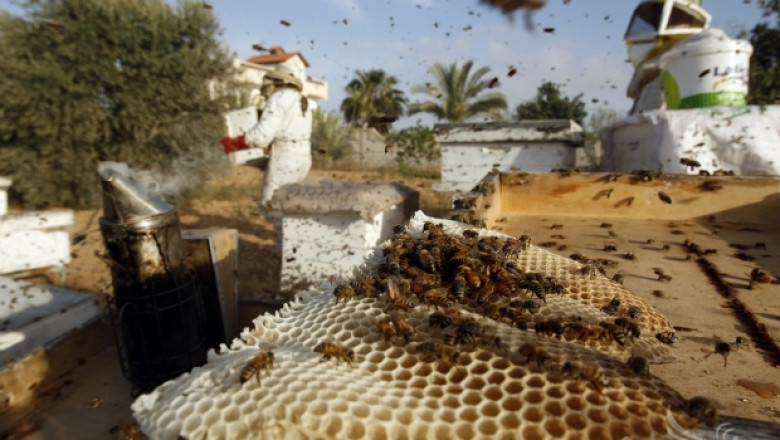 Пчелари ще разясняват ползата от пчелите сред учениците