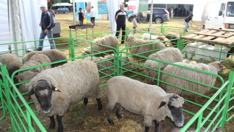 Трети национален събор на овцевъдите ще се проведе от 3-ти до 6-ти май 2014-та