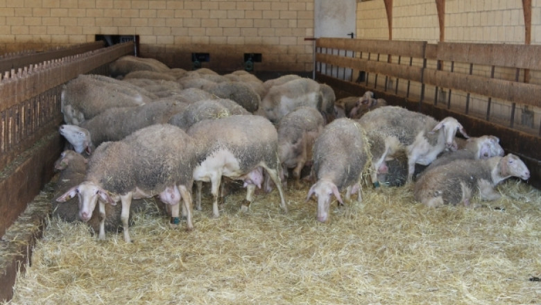 Очаква се ново споразумение за сътрудничество в животновъдството с Катар