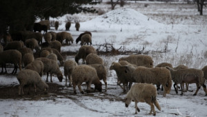 НОА: Има преведени субсидии по НДЖ по сметките на овцевъдите - Agri.bg