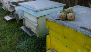 ДФЗ: Подадени са 1 833 заявления по Националната пчеларска програма  - Agri.bg