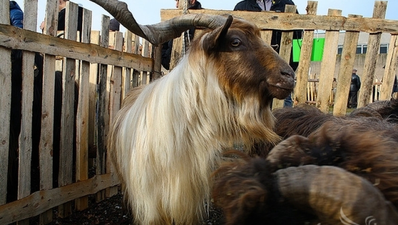 Местни породи кози дефирилираха на изложение в Крупник (СНИМКИ)