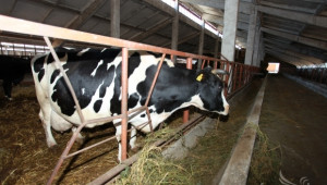 Кравеферма за 1 200 животни ще бъде изградена в Северозападна България - Agri.bg