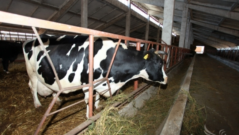 Кравеферма за 1 200 животни ще бъде изградена в Северозападна България
