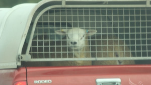 Бисер Чилингиров: Овцевъдството ще е в колапс, ако пазарите не се отворят скоро (ИНТЕРВЮ)