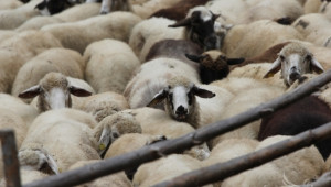 Овцевъди очакват отваряне на пазара към Турция в края на февруари - Agri.bg