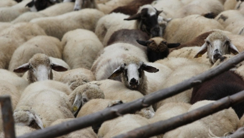 Овцевъди очакват отваряне на пазара към Турция в края на февруари
