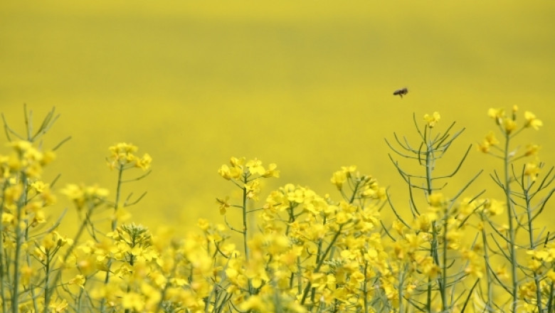 Европа страда от дефицит на пчели. Има заплаха за опрашването на културите