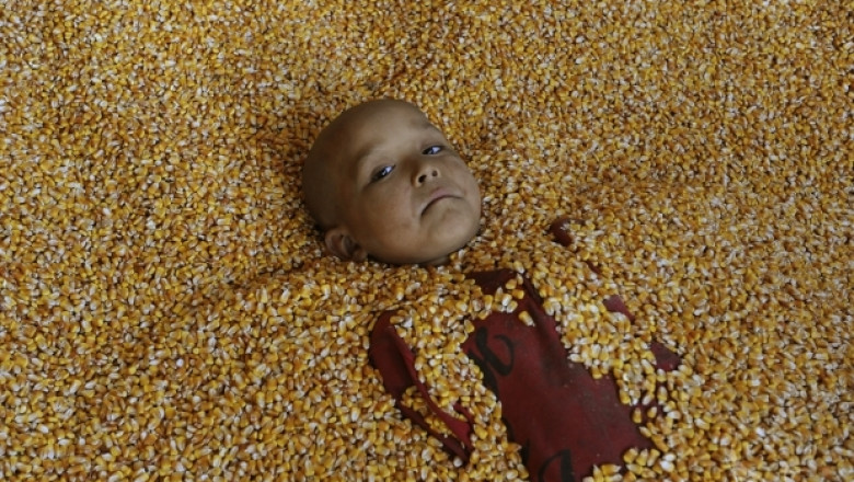 Syngenta очаква одобрение на своя ГМО царевица, блокирана на пристанища в Китай