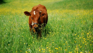 От БАБ настояват за субсидиране на био животновъдството по мярка 214 - Agri.bg