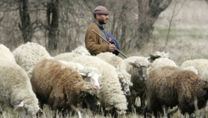 Няма сигнали за поява на вторично огнище на шарка по овцете в Пловдивско - Agri.bg