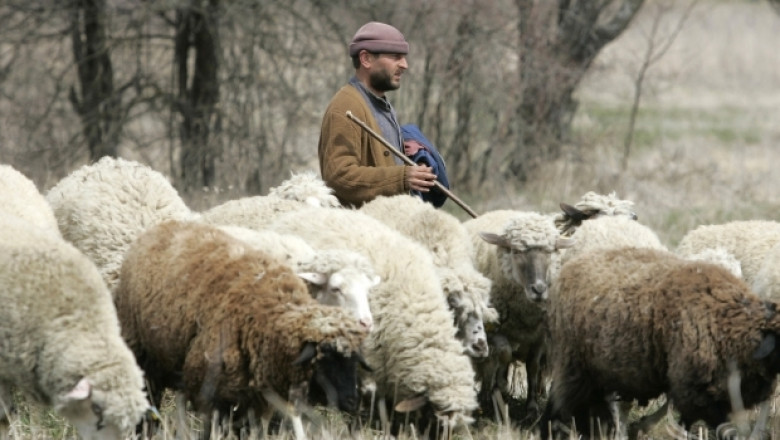 Няма сигнали за поява на вторично огнище на шарка по овцете в Пловдивско