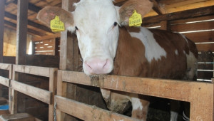 Близо 30% от кравите се отглеждат в малки ферми - Agri.bg