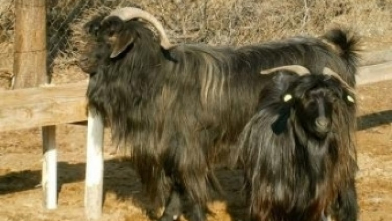 Редки автохтонни породи кози и овце ще покажат на изложение в Крупник на 18 януари