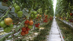 Англия с позитивно очакване само за селскостопански работници от България - Agri.bg